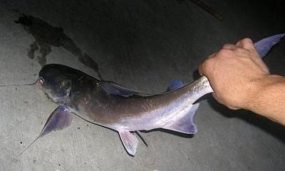 銀板魚性成熟期食譜調整方法：銀板魚在性成熟期的食譜調整需考慮到它們的生活習性和特殊需求
