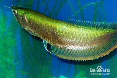 銀龍魚活餌替代品推薦：寸金大龍干蝦、仟湖飼料、龍巔商城雙11活動飼料推薦