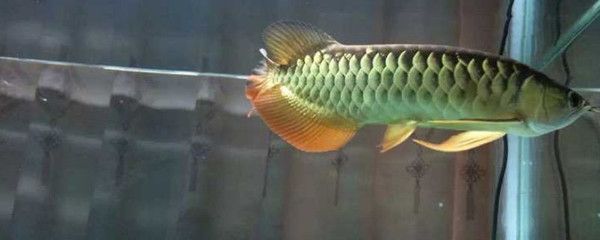 紅龍魚能養多大的魚（養殖紅龍魚需要準備一個足夠大的魚缸來容納它們的成長）