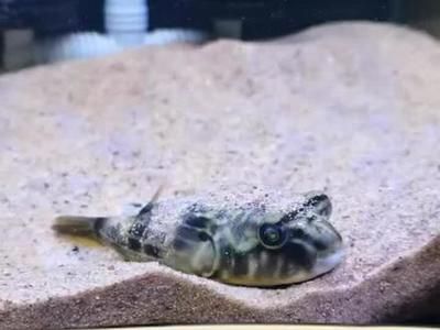 龍魚用nec燈還是led：龍魚用NEC燈有什么好處？全面解析NEC燈對龍魚飼養的益處