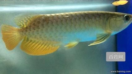 怎么樣金龍魚更好的發色呢（金龍魚燈光怎么設置） 怎么樣金龍魚更好的發色呢（金龍魚燈光怎么設置） 龍魚百科 第1張