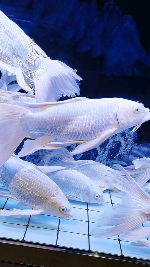 龍魚屏保圖片大全