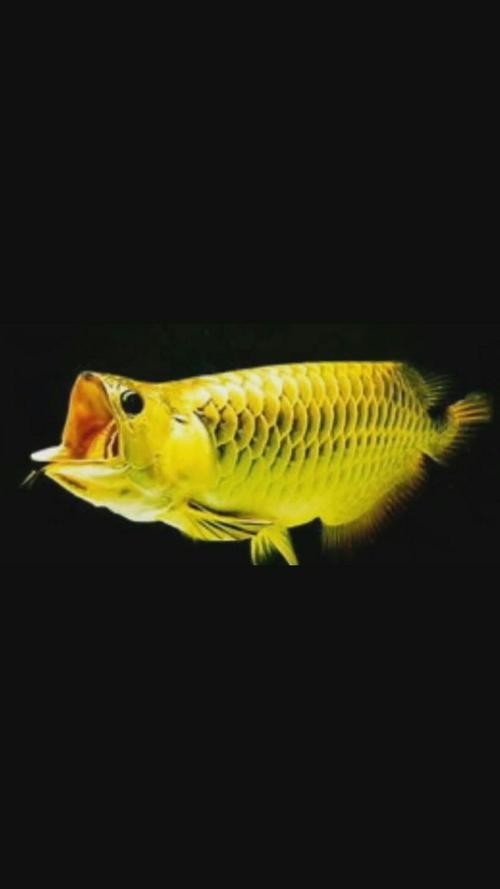 龍魚屏保圖片大全