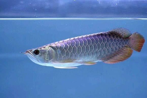藍龍魚的圖片大全