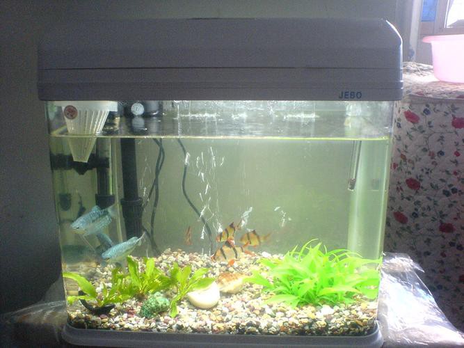 藍龍魚的圖片大全