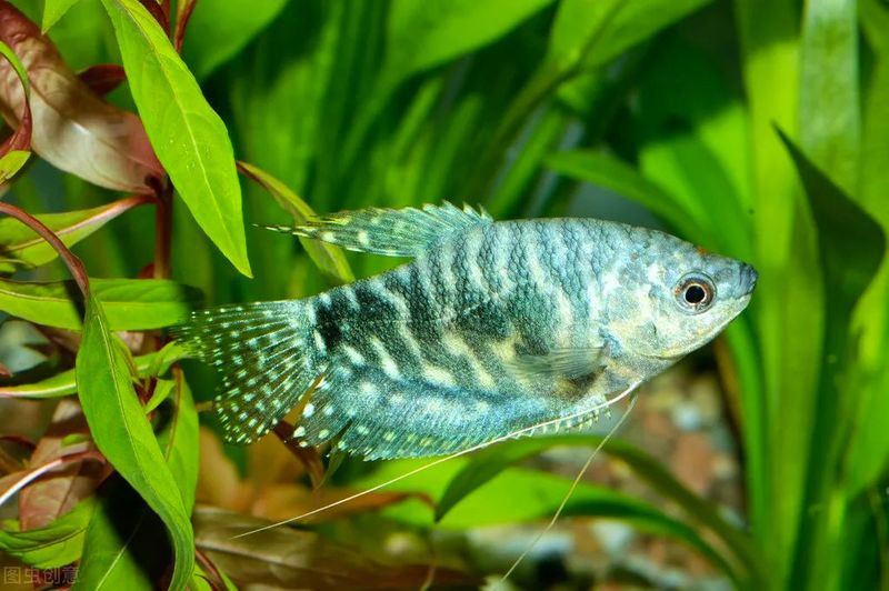 藍龍魚的圖片大全