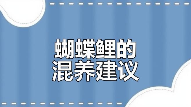 龍魚蝴蝶鯉混養(yǎng)視頻大全最新