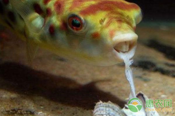 狗頭魚，狗頭魚飼養指南