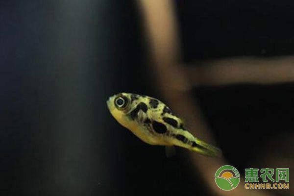 狗頭魚，狗頭魚飼養指南
