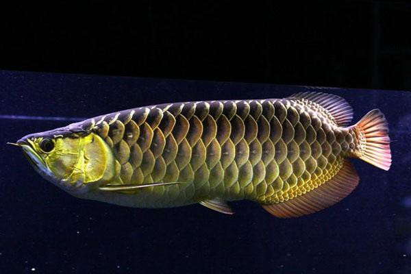 金龍魚如何分公母圖片 龍魚百科 第16張 金龍魚如何分公母圖片 金龍魚如何分公母圖片 龍魚百科 第16張