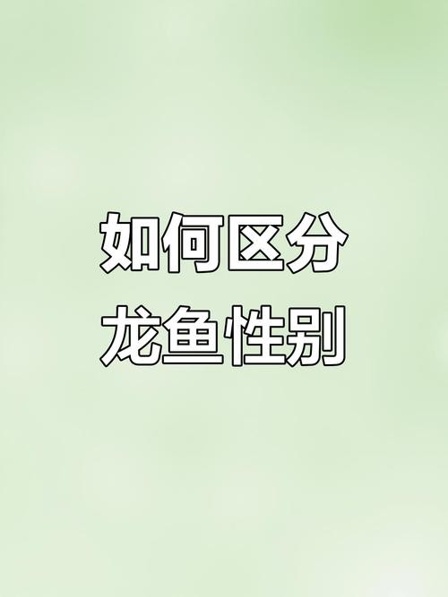 金龍魚如何分公母圖片 龍魚百科 第8張 金龍魚如何分公母圖片 金龍魚如何分公母圖片 龍魚百科 第8張