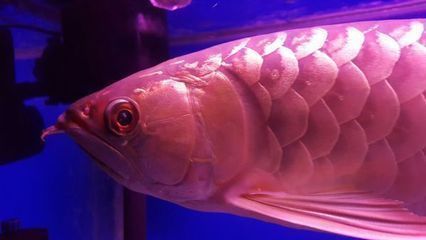 龍魚蒙眼最好治療方法是什么（龍魚蒙眼藥物使用指南） 龍魚蒙眼最好治療方法是什么（龍魚蒙眼藥物使用指南） 龍魚百科 第1張