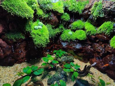 龍魚(yú)吐白色絮狀物是什么:龍魚(yú)吐白色絮狀物是什么原因 天王紅龍 第2張 龍魚(yú)吐白色絮狀物是什么:龍魚(yú)吐白色絮狀物是什么原因 龍魚(yú)吐白色絮狀物是什么:龍魚(yú)吐白色絮狀物是什么原因 天王紅龍 第2張