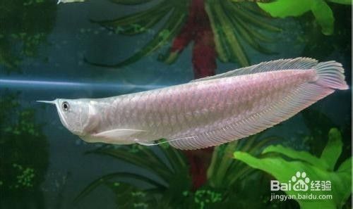 金龍魚好不好配銀龍魚養（金龍魚和銀龍魚混養的注意事項）