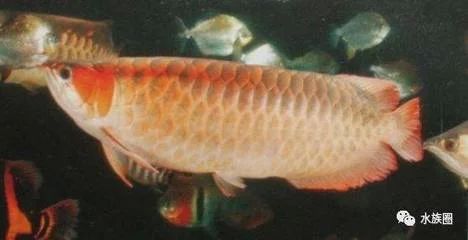 龍魚肚子有黑線：龍魚肚子上的黑線可能讓人感到好奇，是否需要去除 龍魚肚子有黑線：龍魚肚子上的黑線可能讓人感到好奇，是否需要去除 龍魚百科 第2張