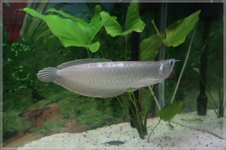 銀龍魚眼睛下垂圖片高清