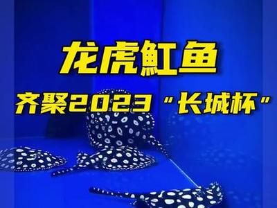 2024長城杯虎魚錦標賽（2023長城杯世界龍虎魚錦標賽成績揭曉）
