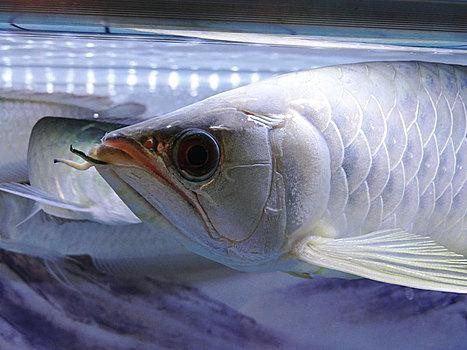 雪龍魚又叫什么魚圖片