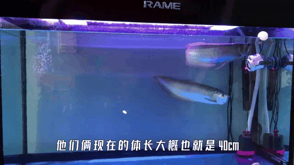 雪龍魚又叫什么魚圖片