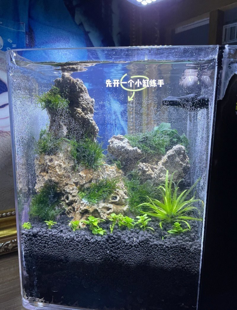 過背金龍魚缸水草種植需要多長時間？