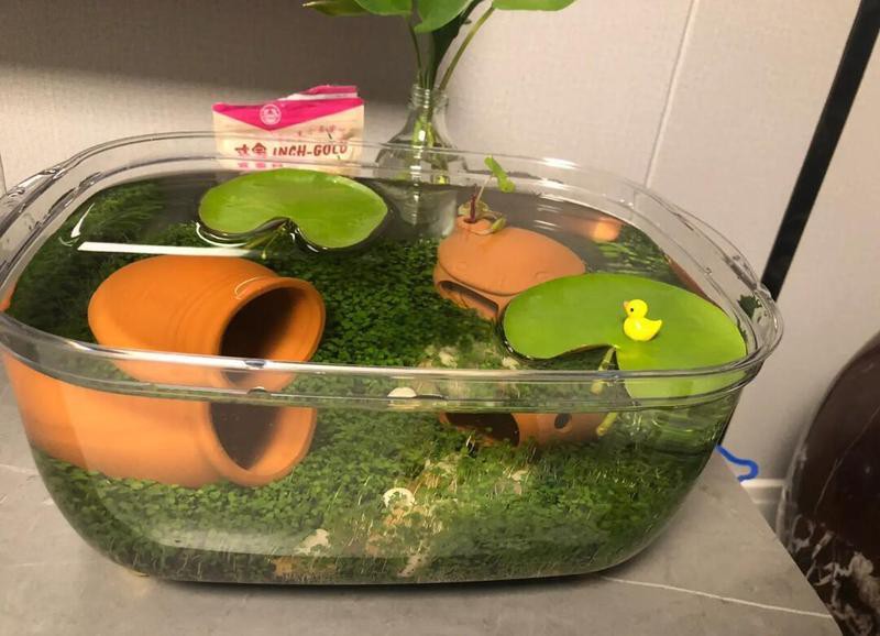 過背金龍魚缸水草種植需要多長時間？
