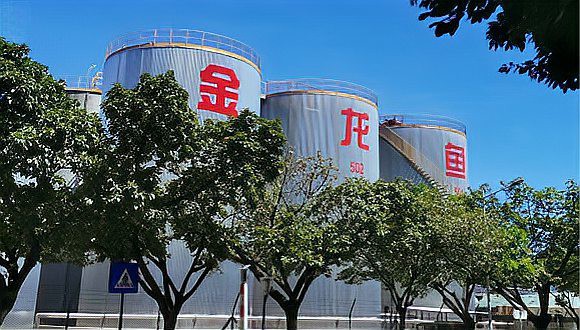 金龍魚上市首日 金龍魚上市首日 龍魚百科 第13張