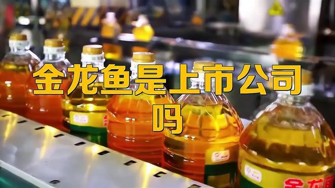 金龍魚上市首日 金龍魚上市首日 龍魚百科 第3張