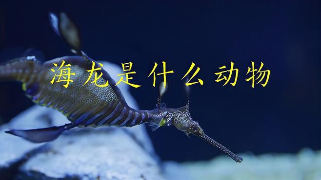 如何區分不同的海中龍魚品種？