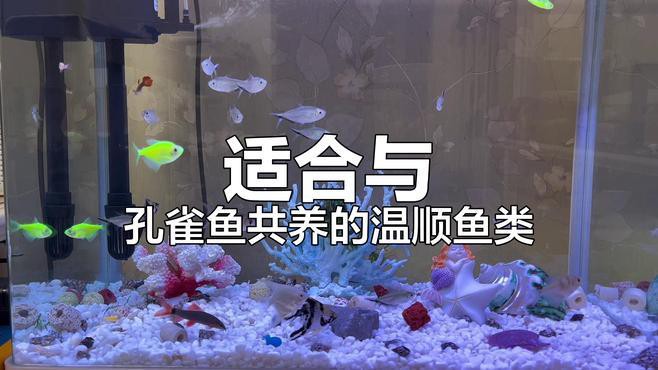 曼龍魚和孔雀魚可以一起養嗎圖片