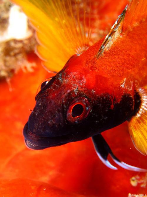 曼龍魚和孔雀魚可以一起養嗎圖片
