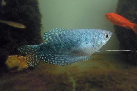 曼龍魚和孔雀魚可以一起養嗎圖片