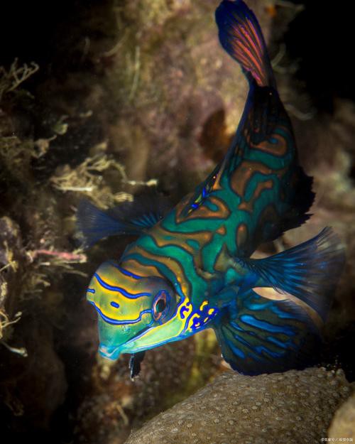 曼龍魚和孔雀魚可以一起養嗎圖片