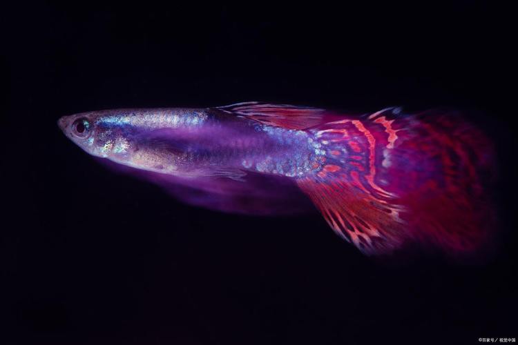 曼龍魚和孔雀魚可以一起養嗎圖片