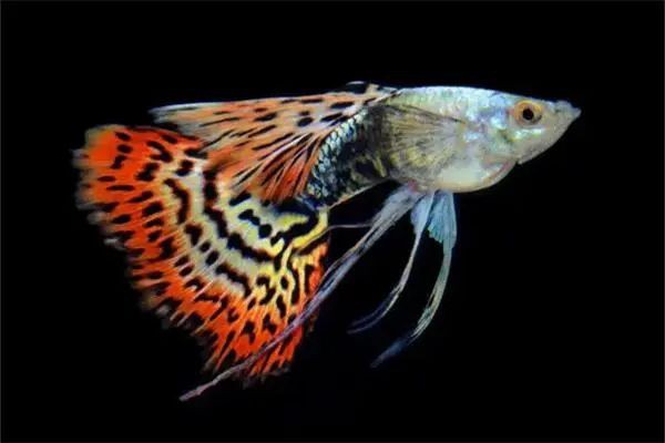 曼龍魚和孔雀魚可以一起養嗎圖片