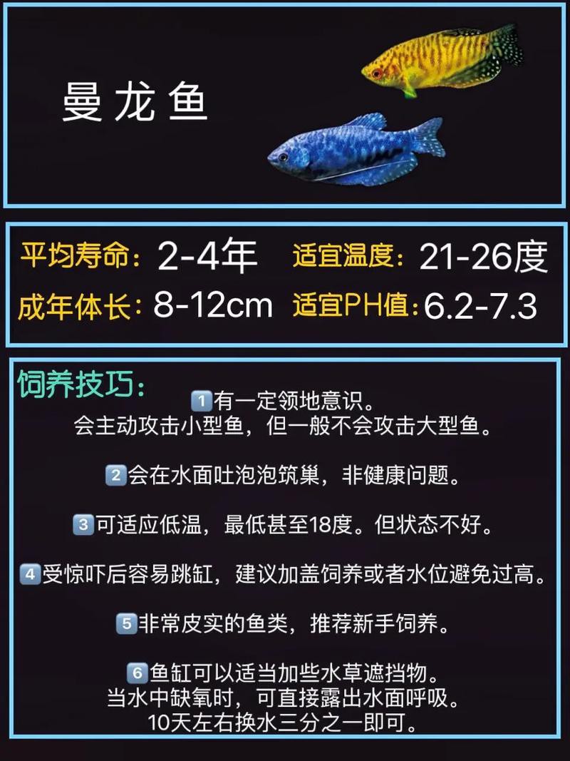 曼龍魚和孔雀魚可以一起養嗎圖片