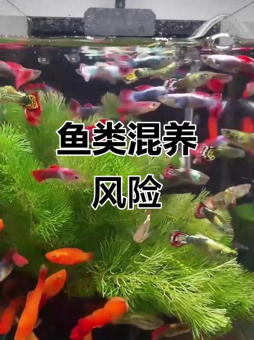 曼龍魚和孔雀魚可以一起養嗎圖片