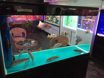 養(yǎng)紅龍魚缸用幾根燈管好：紅龍魚飼養(yǎng)燈具選擇和布置