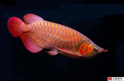 龍魚可以吃雞肉嗎：龍魚可以吃雞肉嗎，