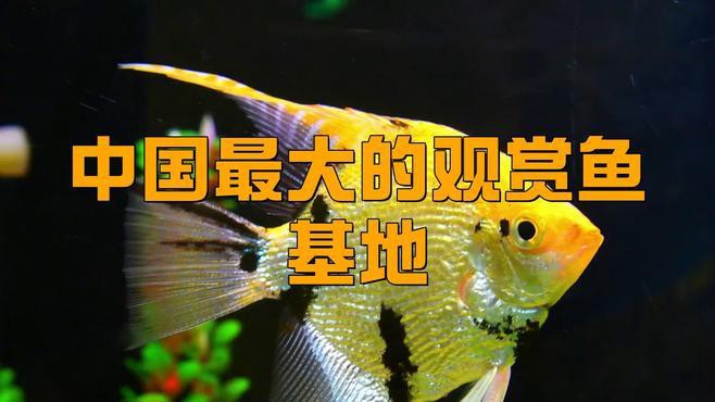 中國還有哪些著名的觀賞魚養殖基地？