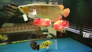 大慶市讓胡路區博奧燕子水族店 大慶市讓胡路區博奧燕子水族店 全國水族館企業名錄