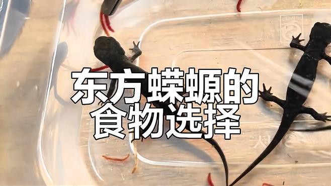 小火龍魚哪個(gè)品種最稀有？