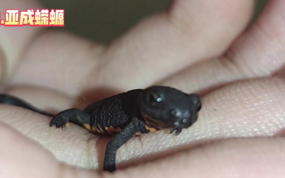 小火龍魚哪個(gè)品種最稀有？