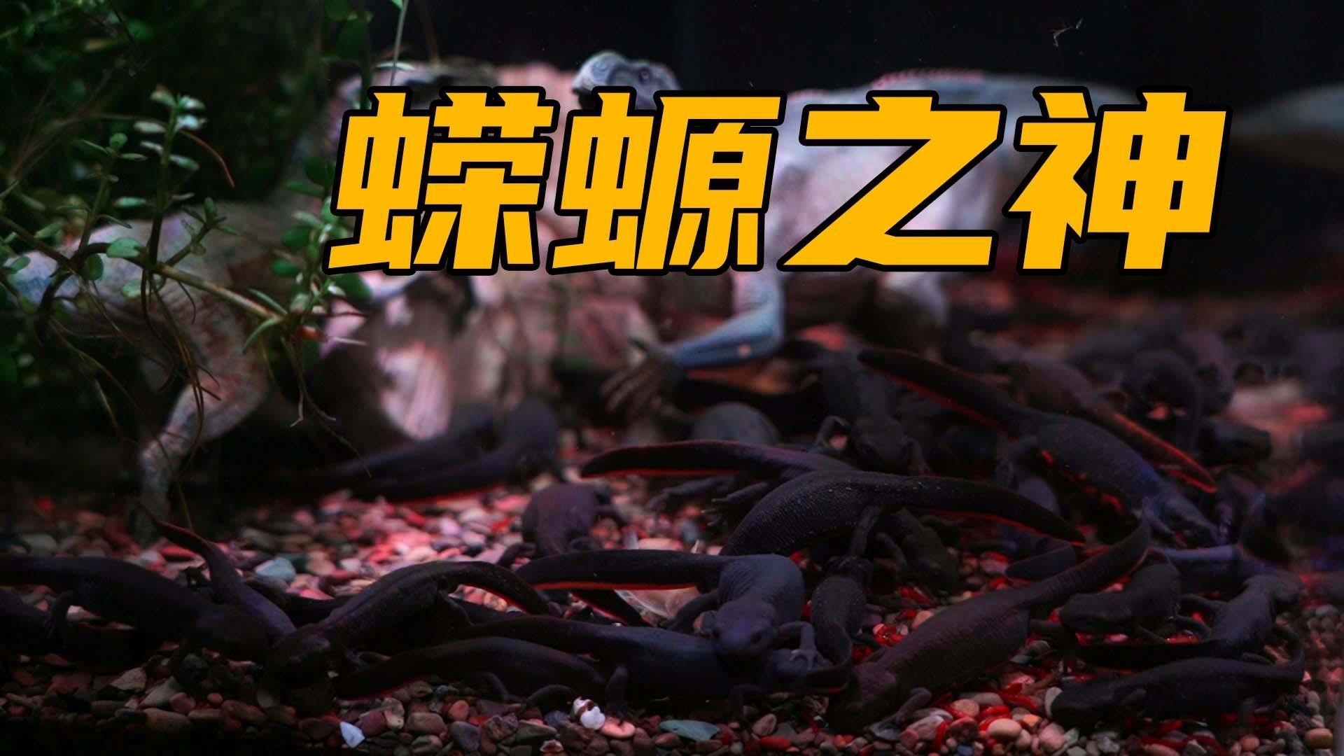 小火龍魚哪個品種最稀有？