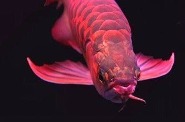 龍魚要經常換水嗎為什么(關于龍魚換水的一些詳細信息) 龍魚百科 第3張 龍魚要經常換水嗎為什么(關于龍魚換水的一些詳細信息) 龍魚要經常換水嗎為什么(關于龍魚換水的一些詳細信息) 龍魚百科 第3張