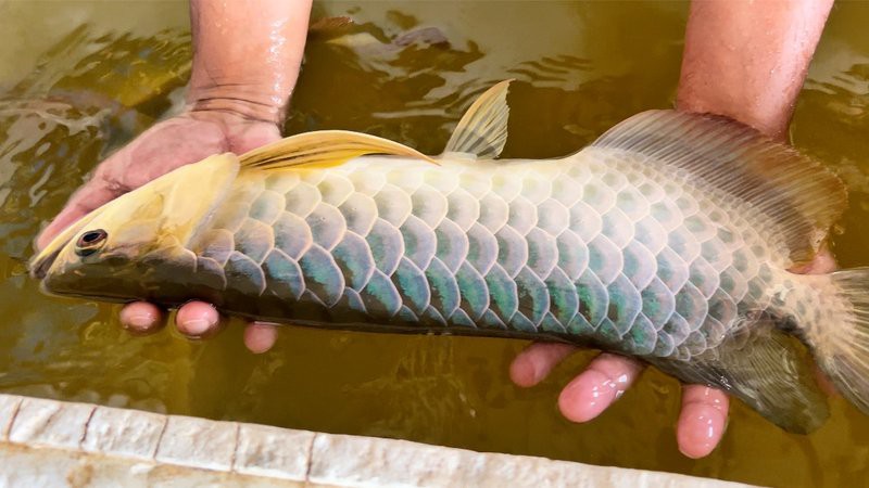 金龍魚是食用魚嗎