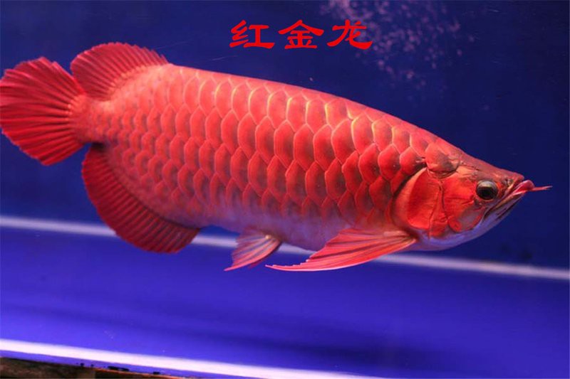 金龍魚是食用魚嗎