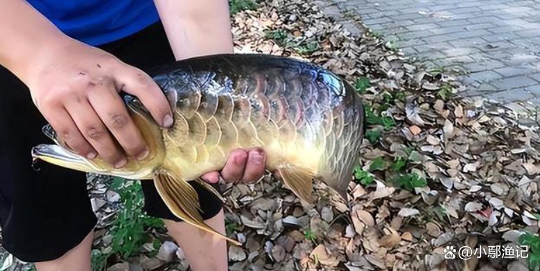 金龍魚是食用魚嗎