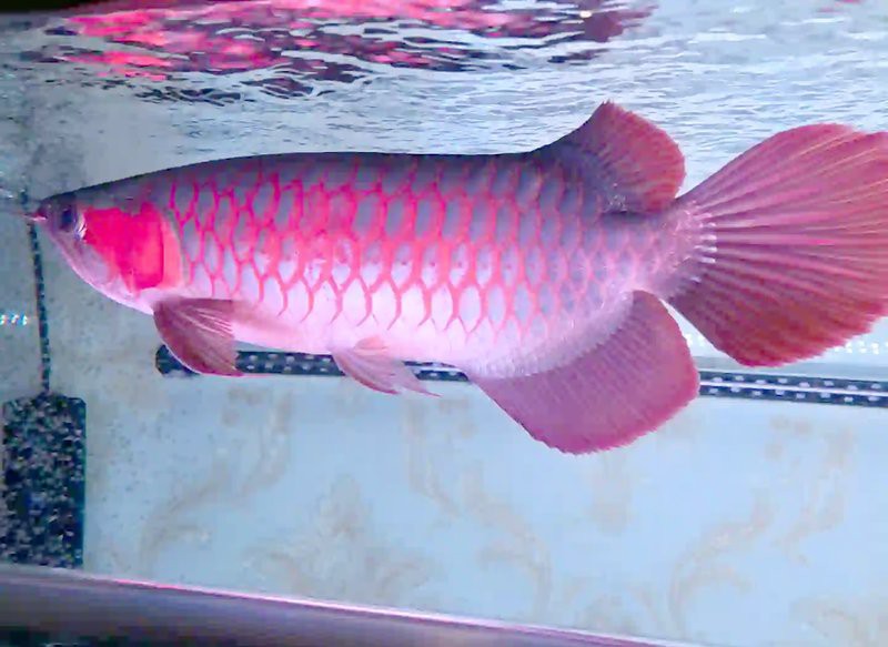 金龍魚是食用魚嗎