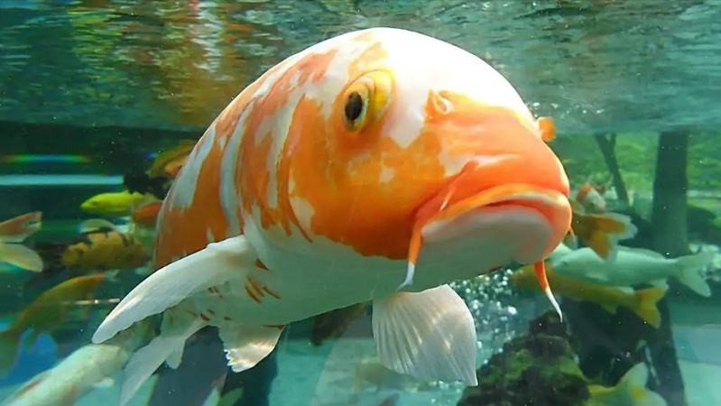 金龍魚是食用魚嗎