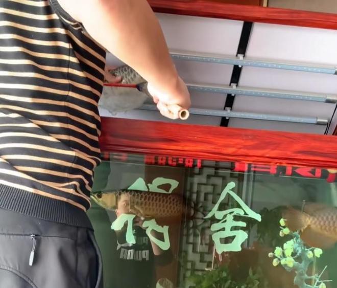 河北小伙吃金龍魚是真的嗎視頻 河北小伙吃金龍魚是真的嗎視頻 龍魚百科 第2張